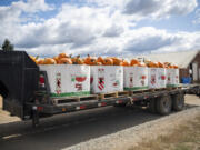 Pallets of pumpkins sit on a trailer at Bi-Zi Farms in Brush Prairie. Bi-Zi Farms owners have had to bring in pumpkins from outside farms because of the state's water usage restrictions.
