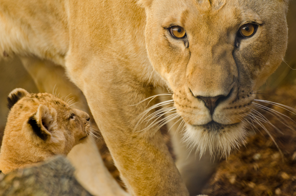 African lion Neka with one of her six week old cubs in Predators of the Serengeti.