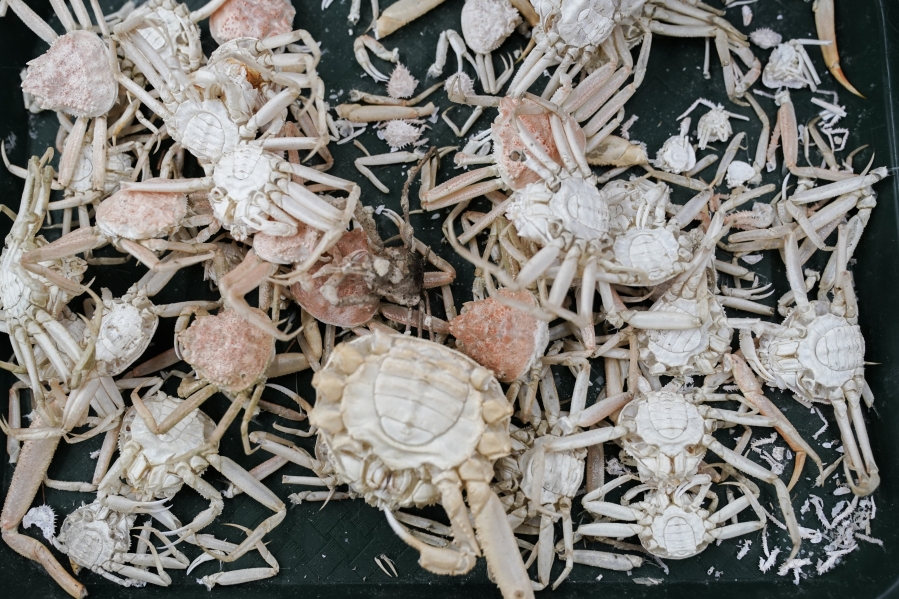 Molts and shells from snow crab sit on a table, Thursday, June 22, 2023, at the Alaska Fisheries Science Center in Kodiak, Alaska. Researchers are scrambling to understand crabs' collapse, with seas warmed by climate change as one theory. (AP Photo/Joshua A.