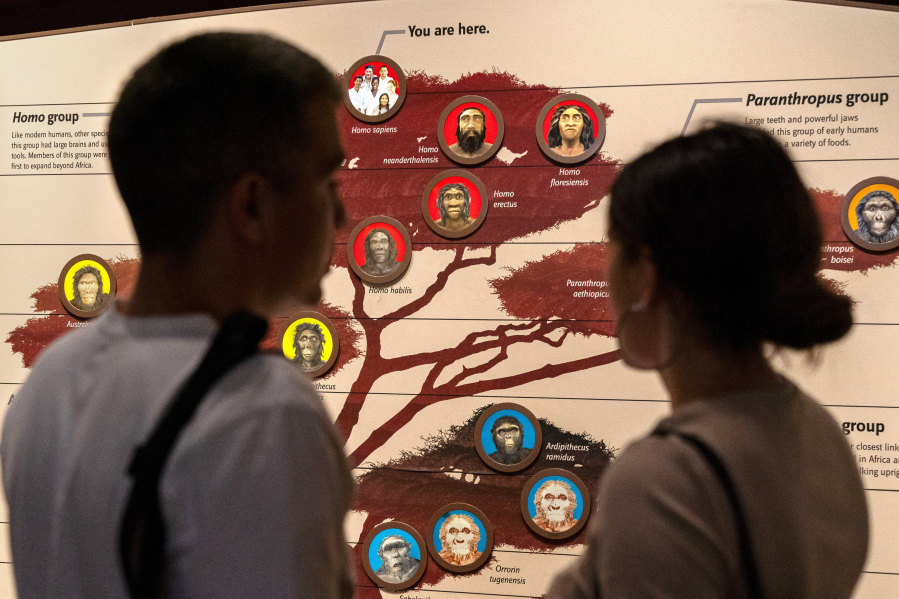 People visit the exhibits inside the Smithsonian Hall of Human Origins, Thursday, July 20, 2023, at the Smithsonian Museum of Natural History in Washington. DNA research has found that our Homo sapiens ancestors mated with Neanderthals and Denisovans long ago.