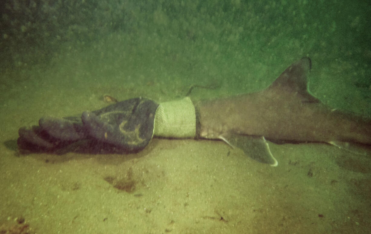 This photo, taken by Debra Dauphinais while diving with her husband off of Jamestown, RI, shows a baby shark stuck in a work glove, Monday, Sept. 11, 2023. Dauphinais' husband was able to pull the glove free and the shark swam away.