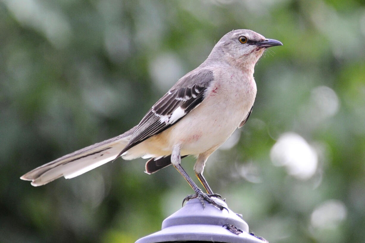 A northern mockingbird appears on April 28, 2015, in Houston.