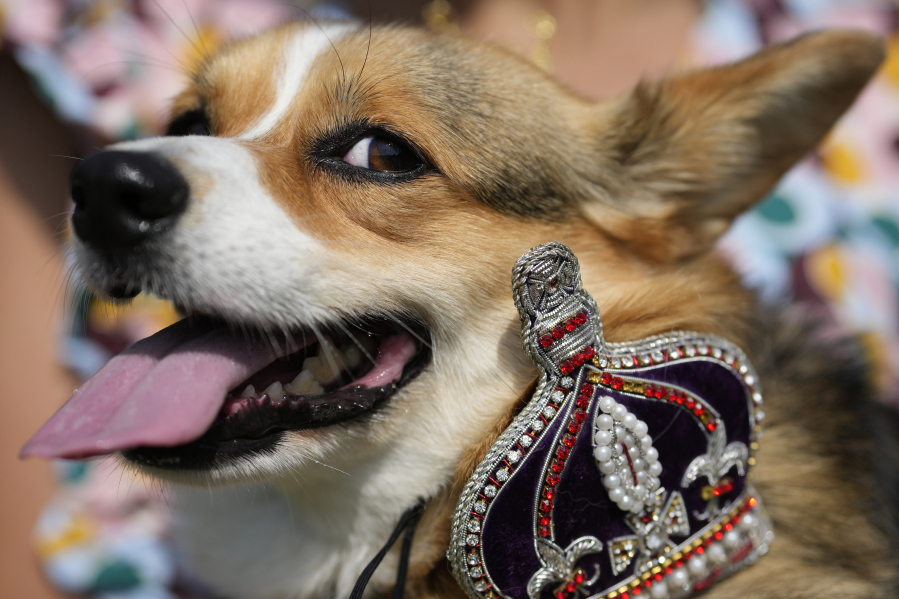 Maggi a Pembrokeshire Corgi with her owner takes part in a parade of corgi dogs in memory of the late Queen Elizabeth II, near Buckingham Palace in London, Sunday, Sept. 3, 2023. Royal fans and their pet corgis have gathered outside Buckingham Palace to remember Queen Elizabeth II a year on since the late monarch's death. Around 20 corgi enthusiasts dressed up their pets in crowns, tiaras and royal outfits and paraded them outside the palace in central London Sunday to pay tribute to Elizabeth, a well-known lover of the dog breed.