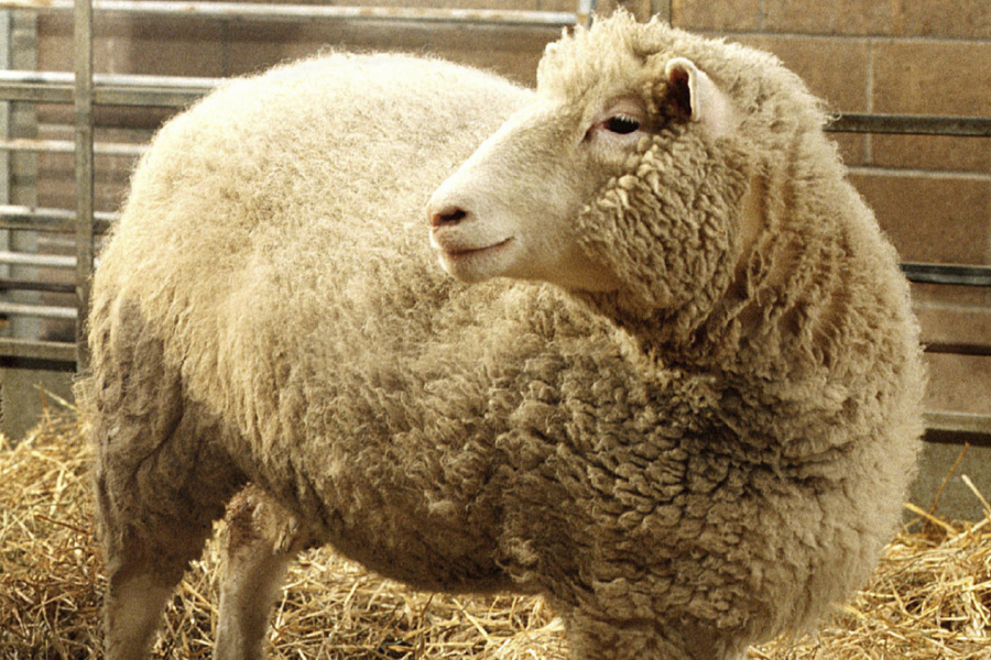 FILE - Dolly, the first cloned sheep produced through nuclear transfer from differentiated adult sheep cells, is seen in its pen at the Roslin Institute in Edinburgh, Scotland, in early December, 1997. The British scientist who led the team that cloned Dolly the Sheep in 1996, Ian Wilmut, has died at age 79. Wilmut set off a global discussion about the ethics of cloning when he announced that his team at Roslin had cloned Dolly using the nucleus of a cell from an adult sheep.