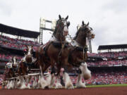 FILE - Budweiser Clydesdales make their way around Busch Stadium as part of the opening day festivities before the start of a baseball game, Thursday, April 7, 2022, in St. Louis. The iconic Budweiser Clydesdales will no longer have their tails shortened using a common, yet controversial, procedure that has drawn the ire of animal activists, parent company Anheuser-Busch InBev announced Wednesday, Sept. 20, 2023.
