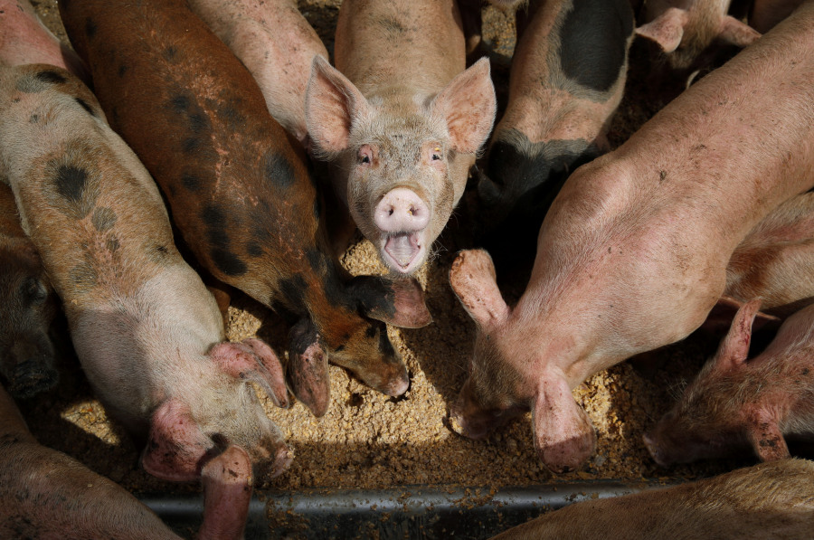 FILE - Pigs eat from a trough at the Las Vegas Livestock pig farm, April 2, 2019, in Las Vegas. On Friday, Sept. 8, 2023, a coalition of civil society groups filed a lawsuit seeking to force the Environmental Protection Agency to strengthen its regulation of large livestock operations that release pollutants into waterways.
