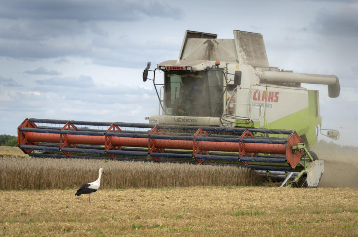 File - A stork walks in front of a harvester in a wheat field in the village of Zghurivka, Ukraine, Tuesday, Aug. 9, 2022. Countries are trying to protect their own food supplies as the combined effect of the war in Ukraine, the threat of El Nino and the increasing damage from climate change takes a toll.