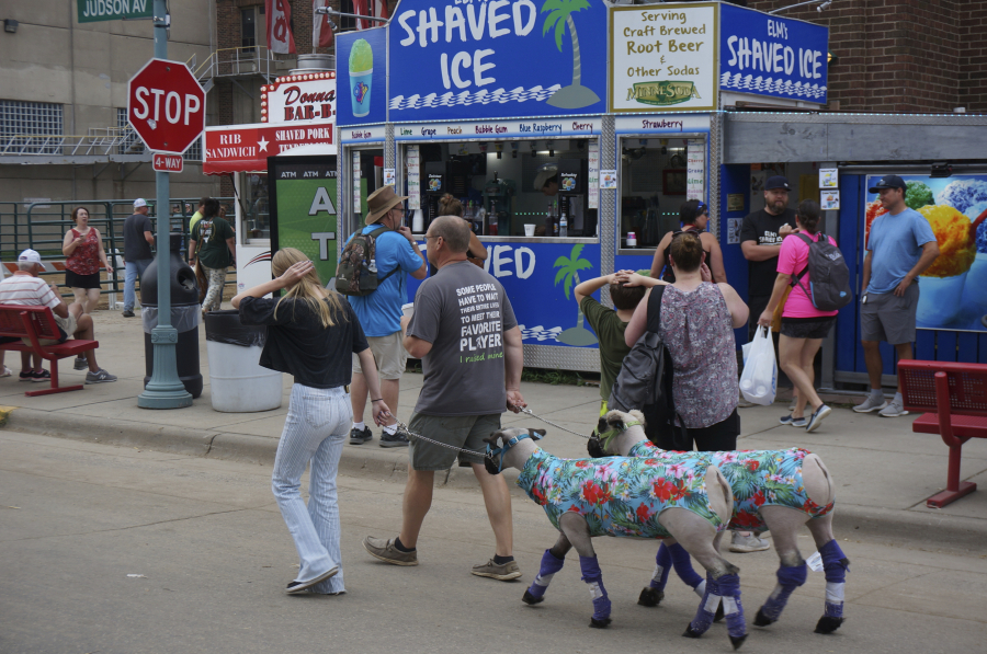 Two fairgoers walk their sheep Aug. 24 on the opening day of the Minnesota State Fair in Falcon Heights, Minn. Amid the fun and festivities for the fair, farmers are concerned about the state's worsening drought.