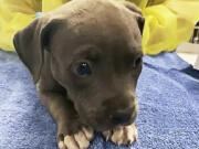 This Wednesday, Sept. 6, 2023, image provided by the Irvine Police Department shows a pit bull puppy that California police believe got into its owners' fentanyl stash. The photo was taken after an overdose-reversing drug was administered. The puppy is recovering. The dog's owners, a man and a woman, were arrested and could face charges including drug possession and animal cruelty, according to the Irvine Police Department.