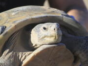 Gertie, an endangered Bolson tortoise, is shown to a group of state and federal wildlife officials during a trip to Ted Turner's Armendaris Ranch in Engle, N.M., on Friday, Sept. 22, 2023. The Turner Endangered Species Fund has been working to build a population of the tortoises for more than two decades in hopes of one day releasing them into the wild as part of a recovery effort.