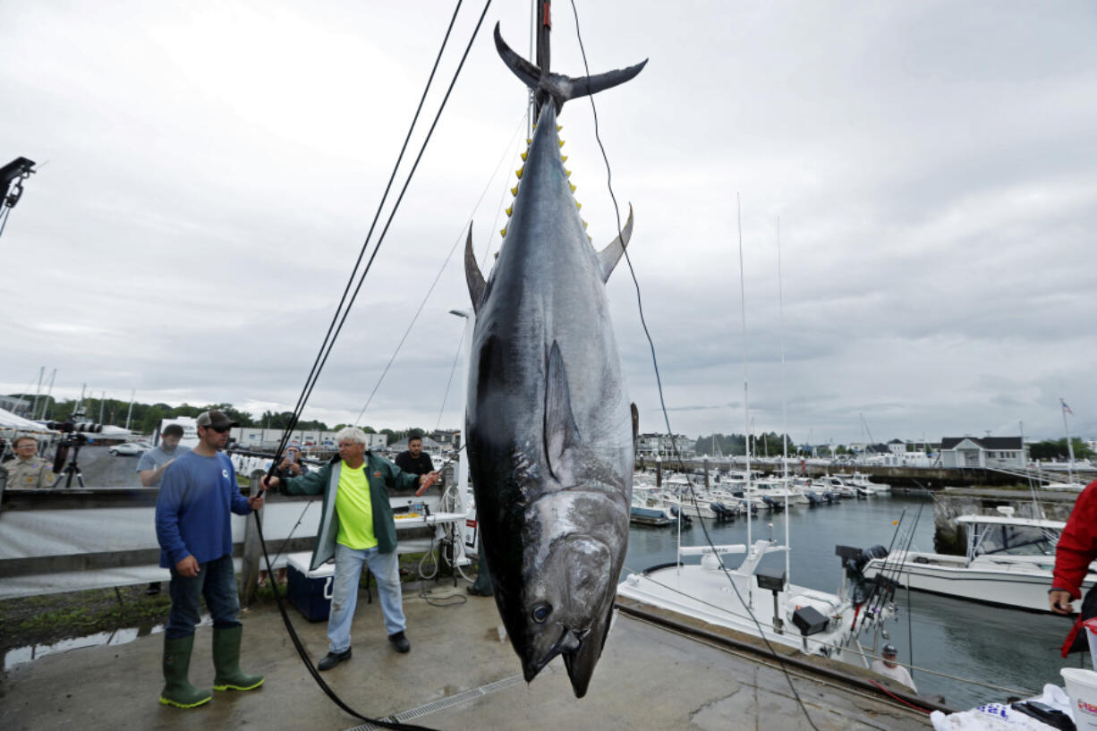 A 422-pound Atlantic bluefin tuna is hoisted from a boat at the South Portland, Maine. Loss of habitat from warming waters could largely remove some of the most important predators from the ocean. (Robert F.