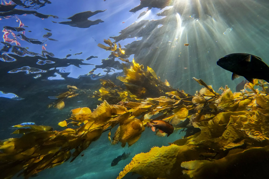 A variety of fish swim along a kelp forest off Catalina Island in 2016. (Allen J.