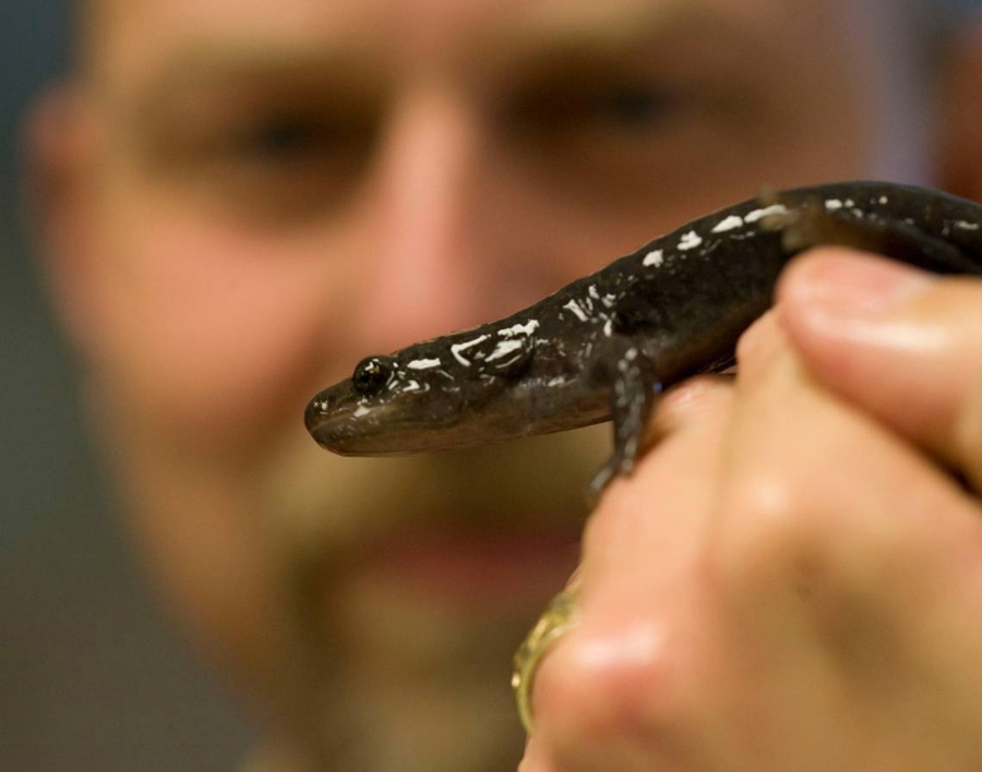 John Cossel, Biology Department chairman at Northwest Nazarene University in Nampa, Idaho, holds a rarely seen Idaho giant salamander. The salamanders are mostly found in north-central Idaho under rocks and logs.