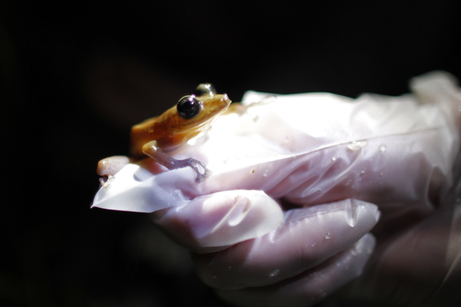 A researcher holds a coqui guajon, or rock frog, in Patillas, Puerto Rico, in 2013.