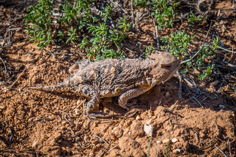 A greater short-horned lizard in Grand Canyon National Park, Coconino County, Ariz.