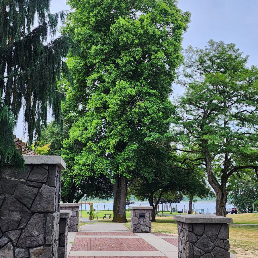A tulip tree at Parker's Landing Historical Park has been nominated for Clark County heritage status with anticipation of a decision in November.