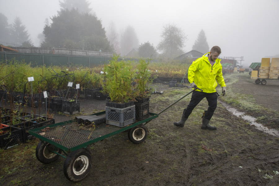 Student environmental grounds helper Mitch Kothstein selects saplings for a restoration project from the nursery at Clark Public Utilities Operation Center in the  early morning on Oct. 19.