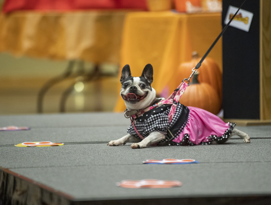 Laura, a 7-year-old Boston terrier, sits on the stage Thursday, during the city's Howl-o-ween Pooch Parade at the Battle Ground Community Center.