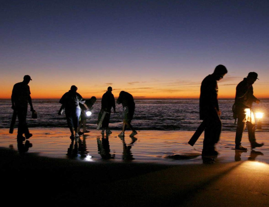 Diggers hit the beach during an evening tide. Using powerful lighting, clammers search for signs of razor clams, one of the tastiest clams on the west coast.