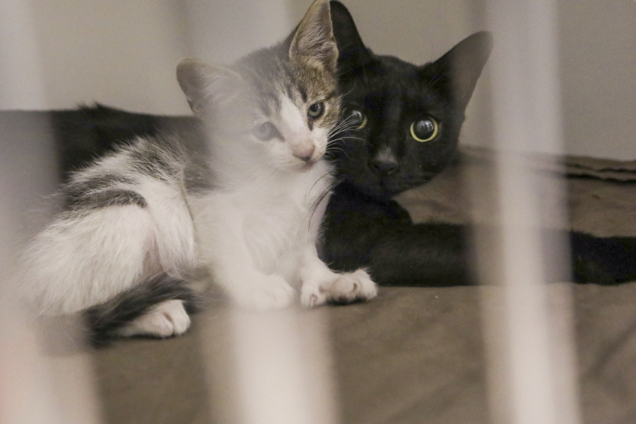 A cat and a kitten snuggle at the Hillsborough County Pet Resource Center in Tampa.