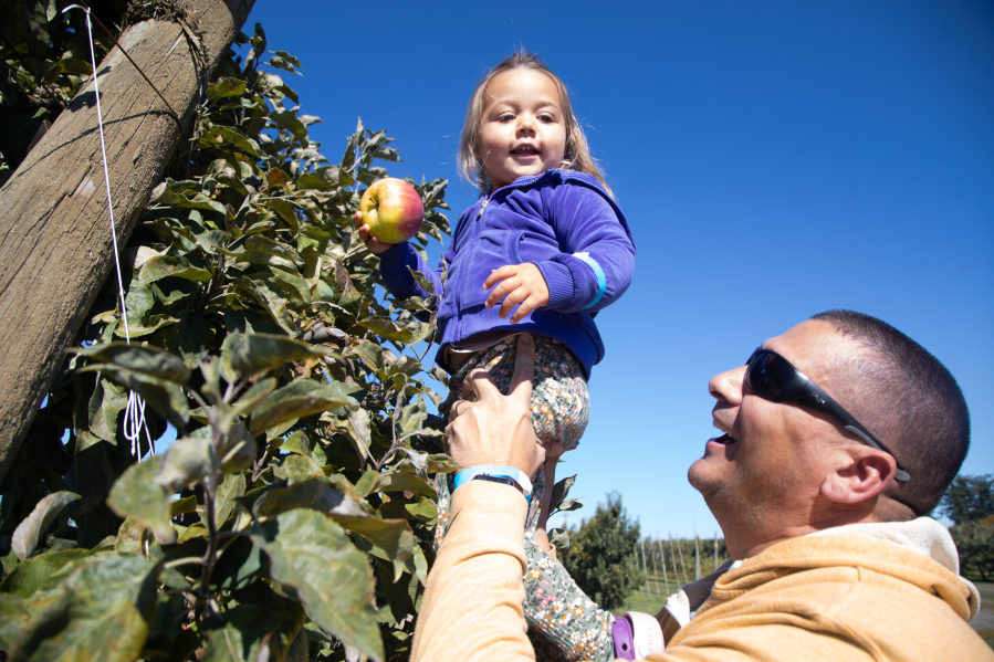 Mark Falcone, right, lifts his granddaughter Charlotte Murray, 2, to grab a Honeycrisp apple from the highest branches Oct. 1 at Bellewood Farms in Lynden.
