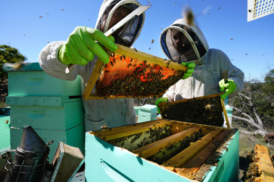 At the San Diego Bee Sanctuary on Saturday, Oct. 7, 2023, in Valley Center, California, Paul Gunn (left) and Dom Peck (right) inspect frames from one of their bee hives. (Nelvin C.