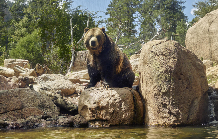 A grizzly bear in an enclosure at the Cheyenne Mountain Zoo. Grizzlies can weigh as much as 700 pounds.