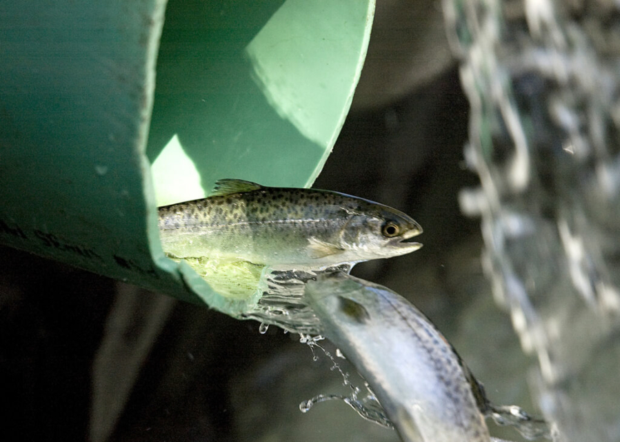 Chinook salmon smolt released from a liberation truck into an acclimation pond at Carver Park in Clackcmas.