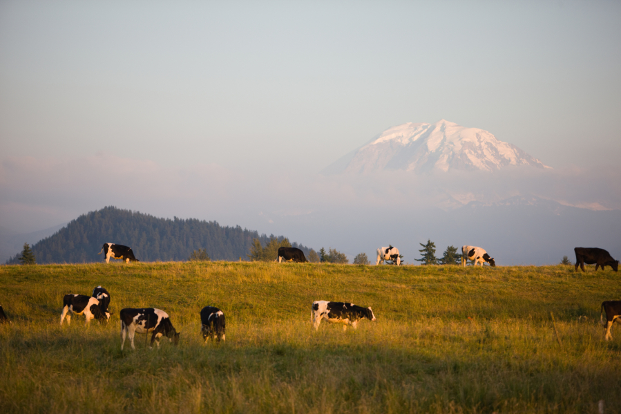 Dairy Cows Graze under the watchful gaze of Mount Rainier