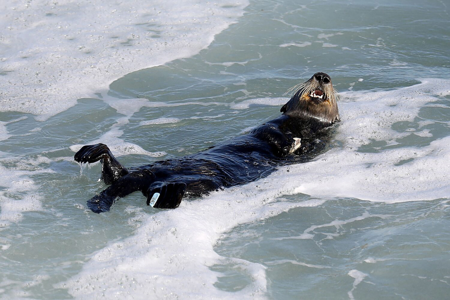 A sea otter spent part of the summer attacking surfers and stealing their gear along the Santa Cruz coastline in California.