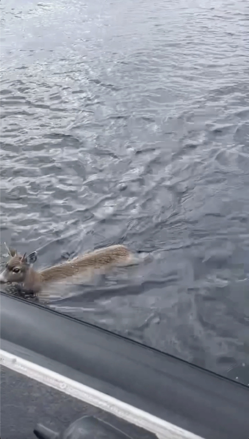 In this image taken from video provided by Alaska Wildlife Troopers is one of two deers struggling in the waters of southeast Alaska's famed Inside Passage, on Oct. 10, 2023, near Ketchikan, Alaska. Sgt. Mark Finses and trooper Kyle Fuege were returning from a patrol on a boat in nearby Ernest Sound to Ketchikan when they spotted the deer. The troopers helped the deer aboard, boated to a nearby island, and helped the deer off where they then trotted off into the woods. (Sgt.