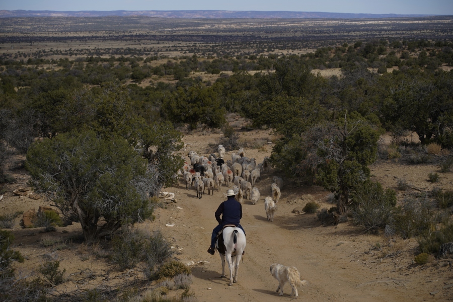 Jay Begay moves his flock of sheep while on horseback near his home Sunday, Oct. 30, 2022, near the community of Rocky Ridge, Ariz., on the Navajo Nation.