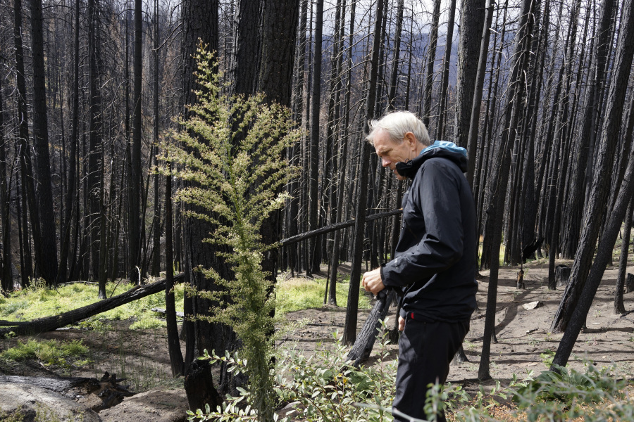 Hugh Safford, an environmental science and policy researcher at the University of California, Davis, examines vegetation growing out of the ashes of the 2021 Caldor Fire in Eldorado National Forest, Calif., near Lake Tahoe, on Oct. 22, 2022. Scientists say forest is disappearing as increasingly intense fires alter landscapes around the planet, threatening wildlife, jeopardizing efforts to capture climate-warming carbon and harming water supplies.