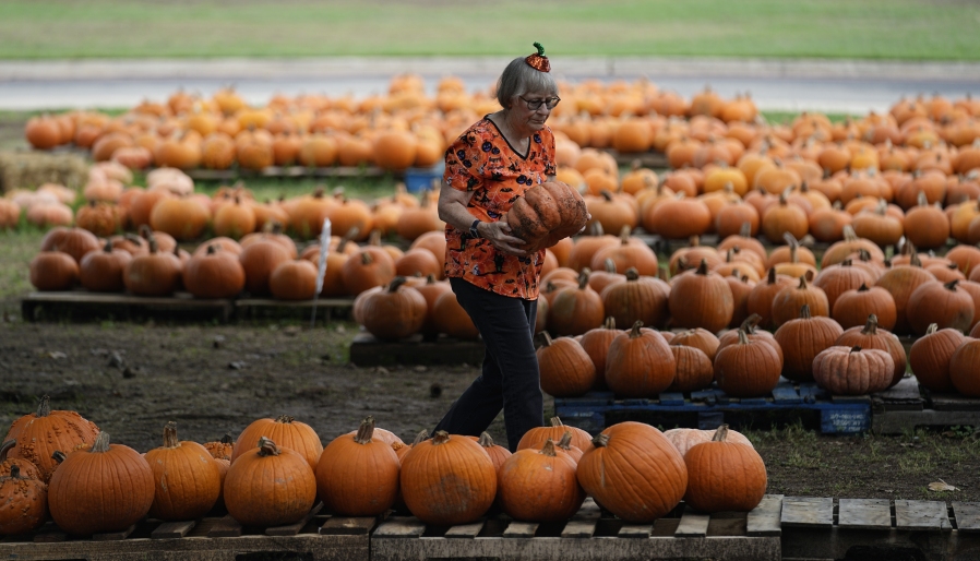 Volunteer Teena Larson works in a church pumpkin patch, Friday, Oct. 27, 2023, in San Antonio. Drought in some areas have resulted in higher prices for pumpkins at the grocery store or pumpkin patch.
