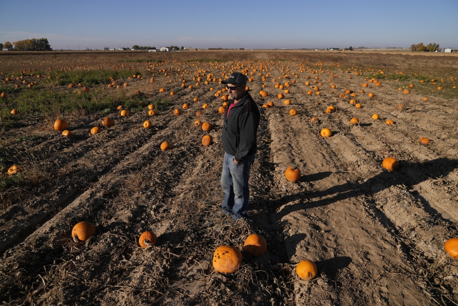 Alan Mazzotti talks in one of his pumpkin fields Oct. 26, 2023, in Hudson, Colo.
