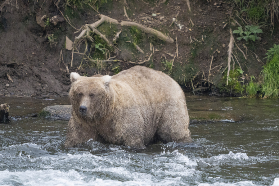 In this photo provided by the National Park Service is Grazer, the winner of the 2023 Fat Bear Contest, at Katmai National Park, Alaska on Sept. 14, 2023. The park holds an annual contest in which people logging on to live webcams in park pick the fattest bear of the year. Grazer had 108,321 votes to handily beat Chunk, who has 23,134 votes, in the Oct. 10, 2023, finals. (F.