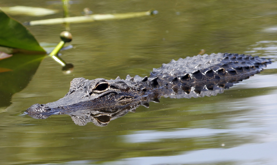 An alligator swims at the Everglades National Park, Fla., April 23, 2012. A group of Floridians plan to host a series of competitions themed according to the collective antics of the beer-loving, gator-possessing, rap-sheet heavy, mullet-wearing social media phenomenon known as "Florida Man." The games will poke fun at Florida's reputation for producing strange news stories involving guns, drugs, booze and reptiles -- or some combination of the four.