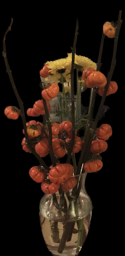 Cut stems from a pumpkin on a stick plant (Solanum aethiopicum) (Justine Damiano)