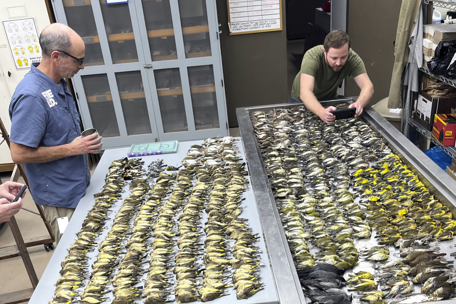 Workers at the Chicago Field Museum inspect the bodies of migrating birds, Thursday, Oct. 5, in Chicago,  that were killed when they flew into the windows of the McCormick Place Lakeside Center, a Chicago exhibition hall, the night of Oct. 4-5.
