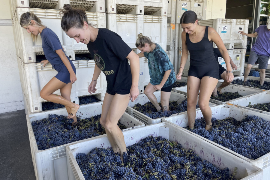Interns at Pax Wines in Sebastopol, Calif., stomp organic grapes with their bare feet in large vats, pulling out the juice to start the fermentation process on Sept. 8, 2023. More wineries and wine bars dedicated exclusively to natural wine are opening in the U.S., with a focus on a back-to-basics approach, avoiding additives, pesticides and other manipulative techniques.