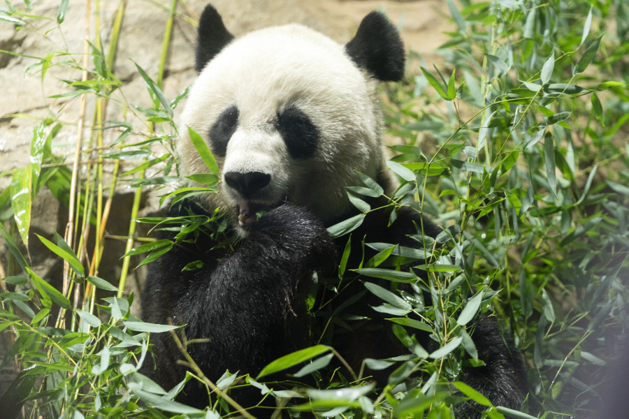 Giant panda Mei Xiang eats bamboo in his enclosure at the Smithsonian's National Zoo in Washington, Thursday, Sept. 28, 2023.