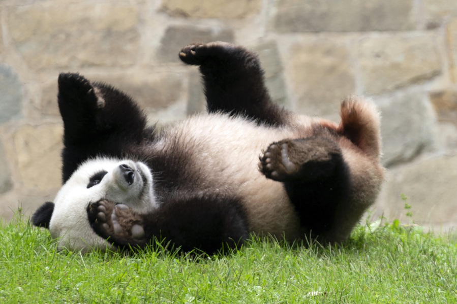 Giant panda Xiao Qi Ji plays at his enclosure at the Smithsonian National Zoo in Washington, Thursday, Sept. 28, 2023.