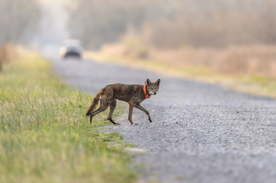 FILE - A red wolf crosses a road on the Alligator River National Wildlife Refuge, Thursday, March 23, 2023, near Manns Harbor, N.C. The endangered red wolf can survive in the wild, but only with "significant additional management intervention," according to a long-awaited population viability analysis released Friday, Sept. 29, 2023.