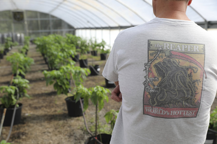 An employee in a Carolina Reaper shirt looks over one of Ed Currie's greenhouses on Tuesday, Oct. 10, 2023, in Fort Mill, S.C. Currie has created a new pepper called Pepper X that how now been named the hottest pepper in the world by the Guinness Book of World Records, taking the title from Currie's Carolina Reaper.