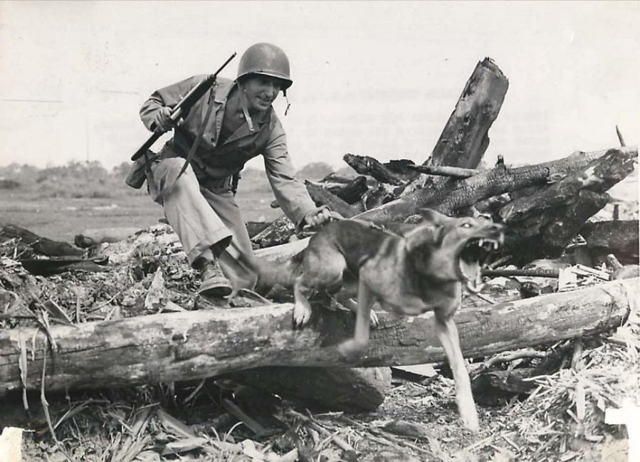 Cpl. Tubby and his Marine handler, Guy Wachtsletter, conduct a combat training exercise during World War II. He was one of thousands of dogs enlisted into service through the Dogs for Defense program that began in 1942. Tubby was one of many canine casualties in the Pacific Theater. He died in action during the battle for Guam in 1944, and is listed on the Ridgefield Veterans Memorial. (U.S.