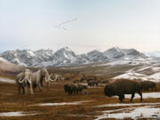 An imaginary view of Columbian mammoths (left) sharing Western Washington tundra with a herd of bison, in front of retreating glaciers at the end of the last Ice Age around 13,000 years ago. Illustration by Julio Lacerda for the Burke Museum, used with permission.