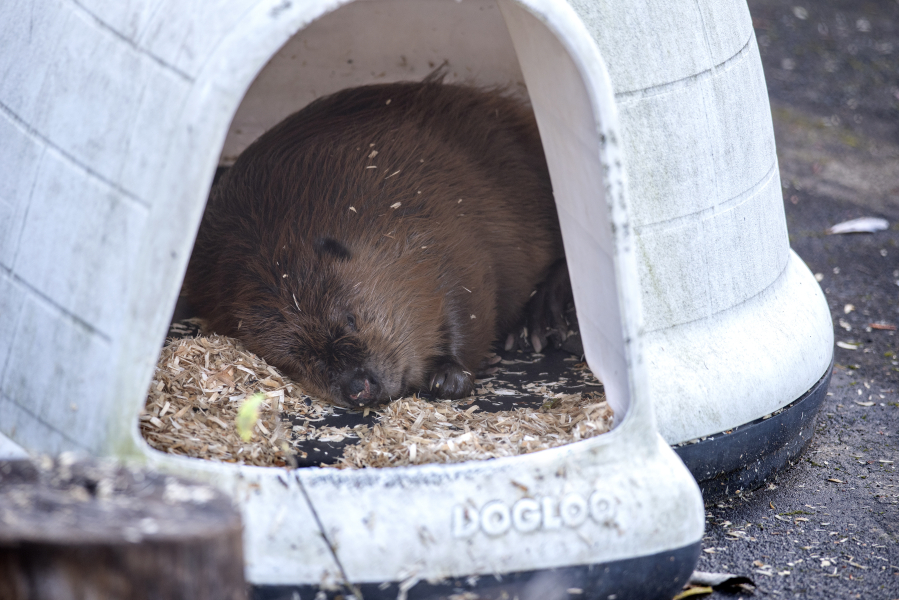 Norman, Columbia Springs&rsquo; temporary AirbnBeaver guest, sleeps soundly in an empty fish hatchery round during an afternoon nap at Columbia Springs on Nov. 13. As a &ldquo;nuisance beaver,&rdquo; or a furbearer who damages or floods property, Norman was able to stay in the space before eventually being reintroduced to the wild &mdash; far from humans.
