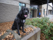 Electronic storage detection K-9 Hota takes a break at the Vancouver Police Department's West Precinct.