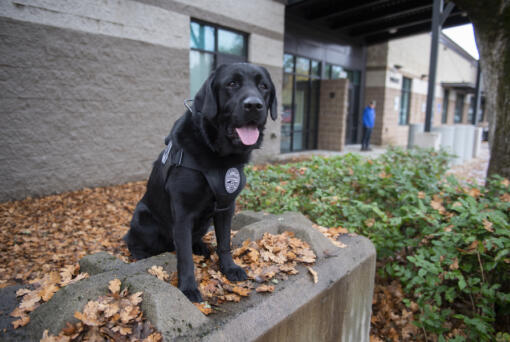 Electronic storage detection K-9 Hota takes a break at the Vancouver Police Department's West Precinct.