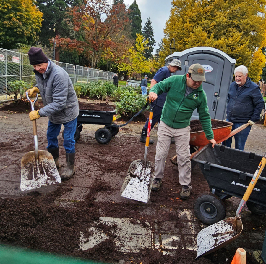 Nearly 100 roses at the Esther Short Park Rose Garden were recently pruned and mulched for the late fall and winter seasons by volunteers with the Fort Vancouver Rose Society.